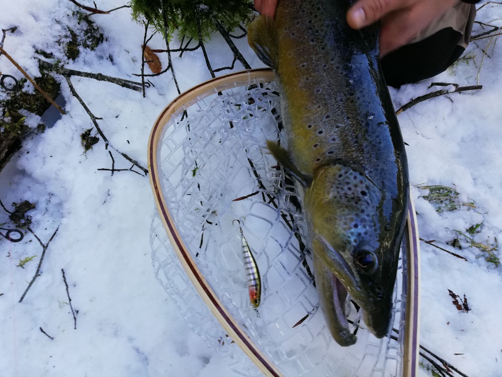 Big trout on Duo Realis Rozante